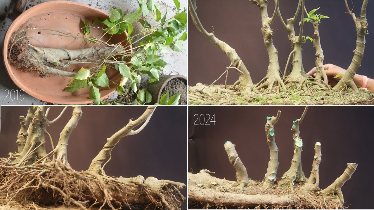 Creating a Rumphii Raft Bonsai from Yamadori Material | Creating Raft Style Bonsai