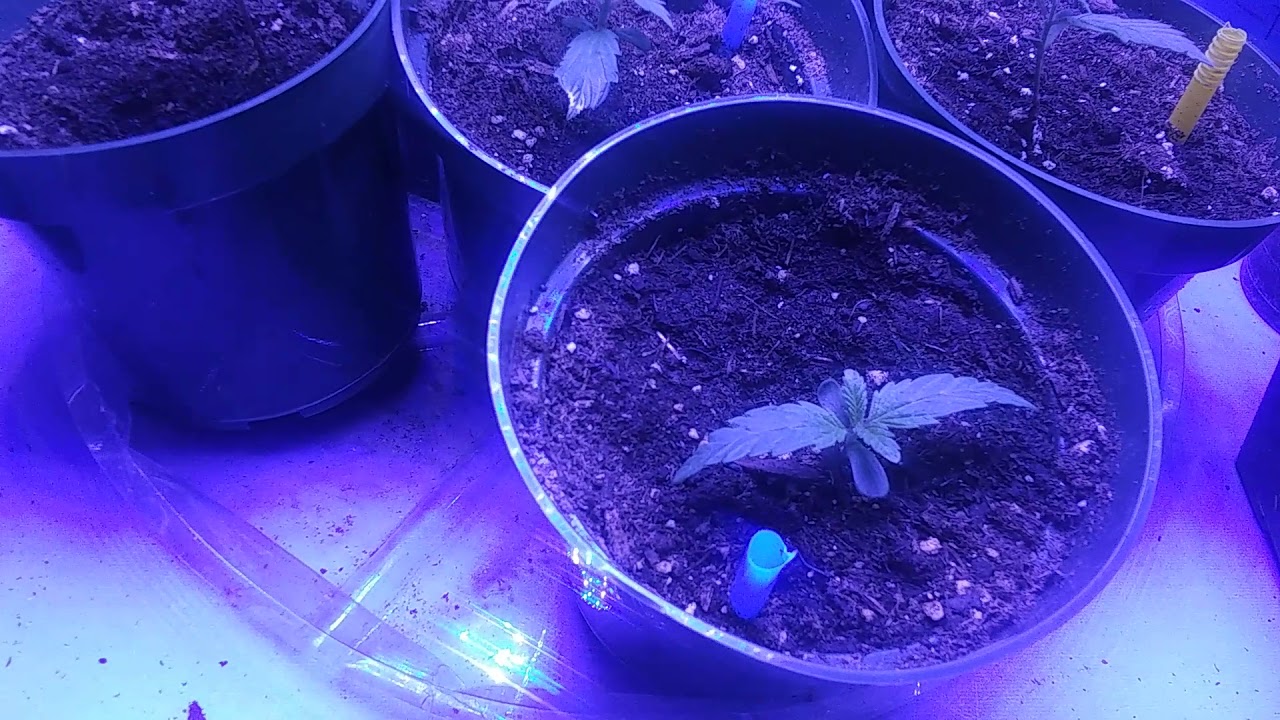 Marijuana Seedling 2021 Outdoor Weed Grow