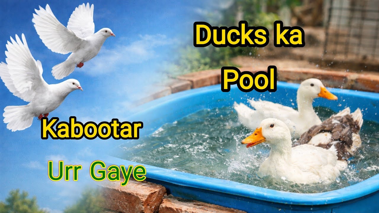 Batakhon Ka Pool Bana 😲 | Kabootar Pehli Baar Urr Gaye 🕊️