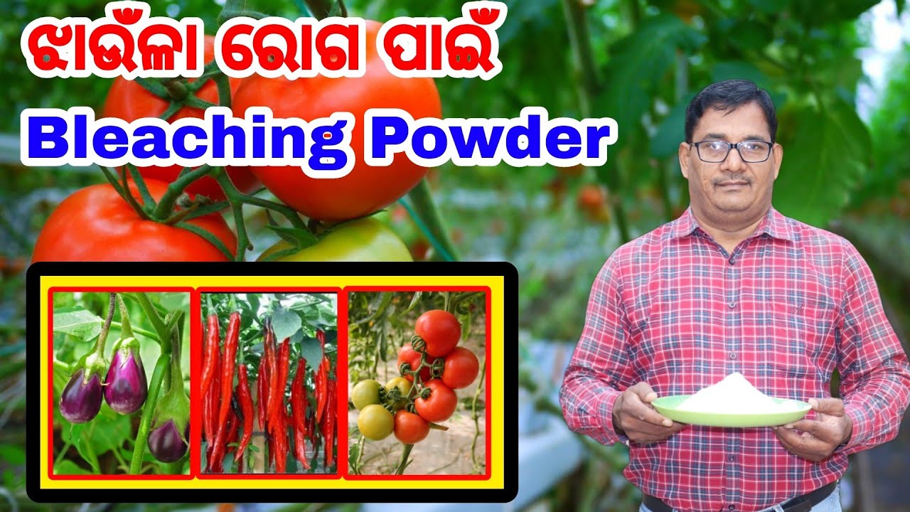 ଝାଉଁଳା ରୋଗ ପାଇଁ Bleaching powder How to use Bleaching powder to control wilting