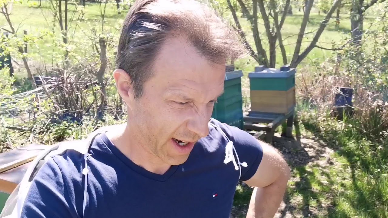 Imkern mit 1 Brutraum und der Beginn der Schwarmzeit