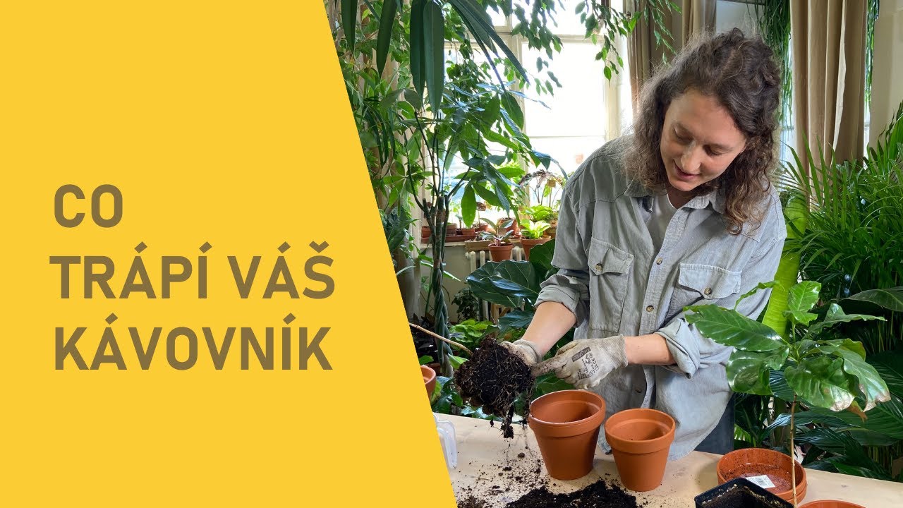 Co trápí váš kávovník?