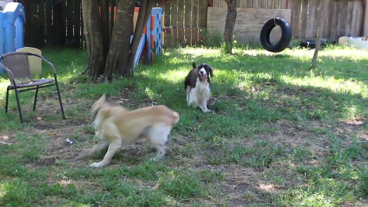 Abbey and Dottie in a Tug of War Battle.