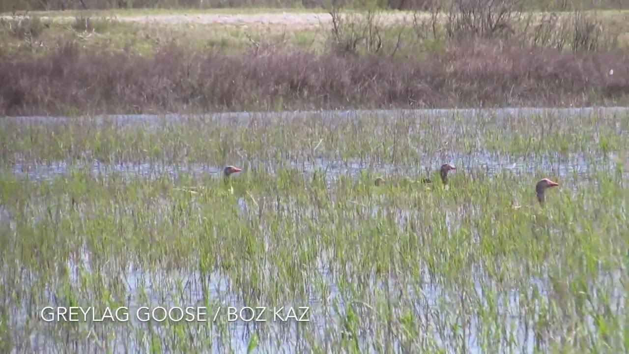 Greylag Goose / Boz Kaz