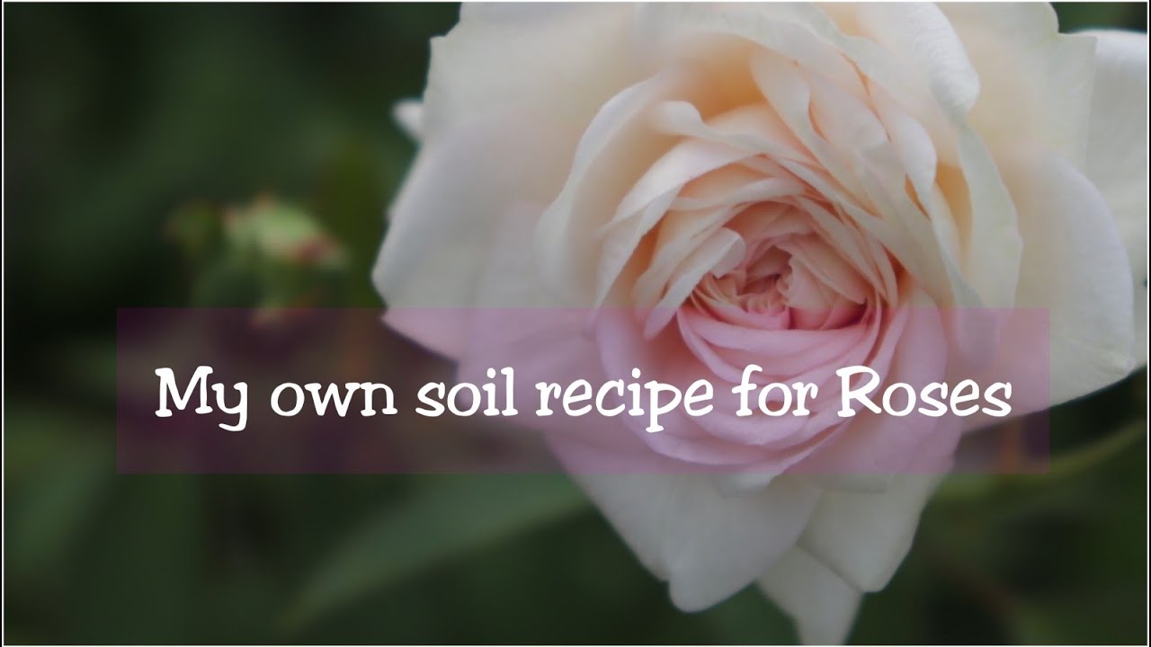My own soil recipe for Roses /গোলাপের জন্য যে মিশ্রণ আমি ব্যবহার করি // In love with soil