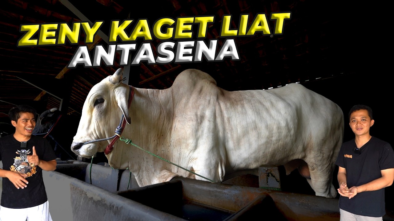 BERES DI JAWA BARAT WAKTUNYA BALIK KE SETIA FARM PURWOREJO..!!