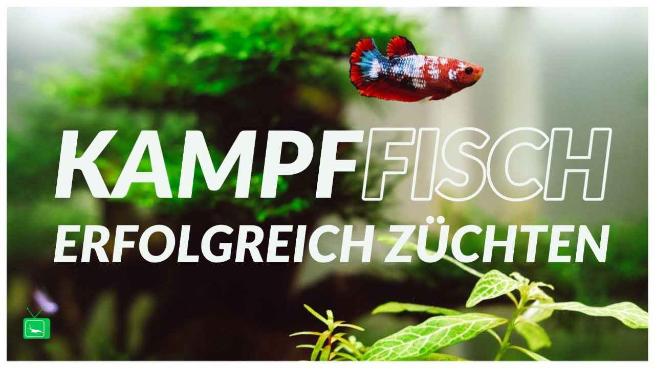 KAMPFFISCH ZUCHT | So züchtest Du erfolgreich Betta splendens Kampffische | GarnelenTv