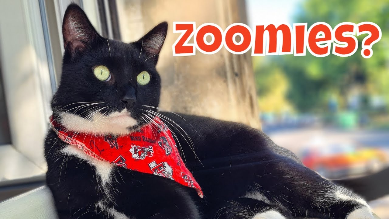 What are Zoomies? Cat Zoomies caught on security Camera!