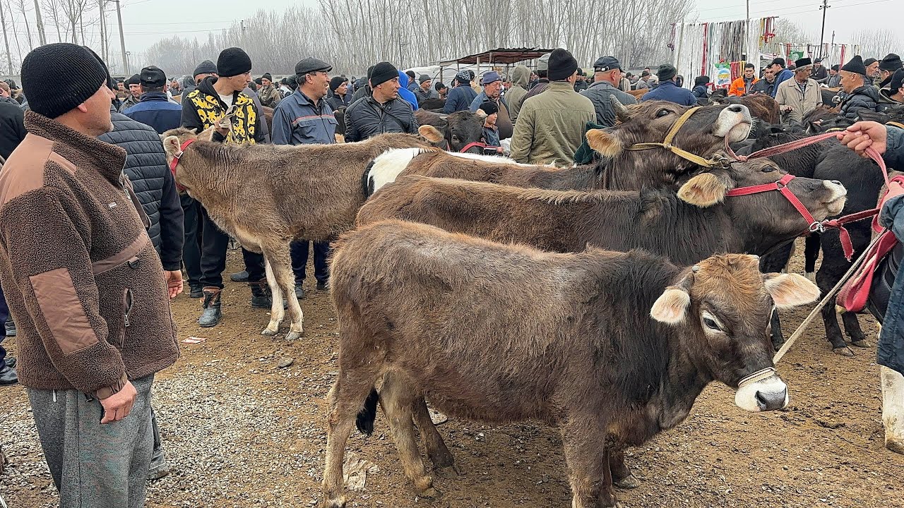 3 марта 2026 г АНДИЖОН ШАХРИХОН ЧУЖА МОЛ БОЗОРИ ХУНАЖИНЛАР НАРХЛАРИ ANDJION SHAXRIJON CHOʻJA MOL BOZ