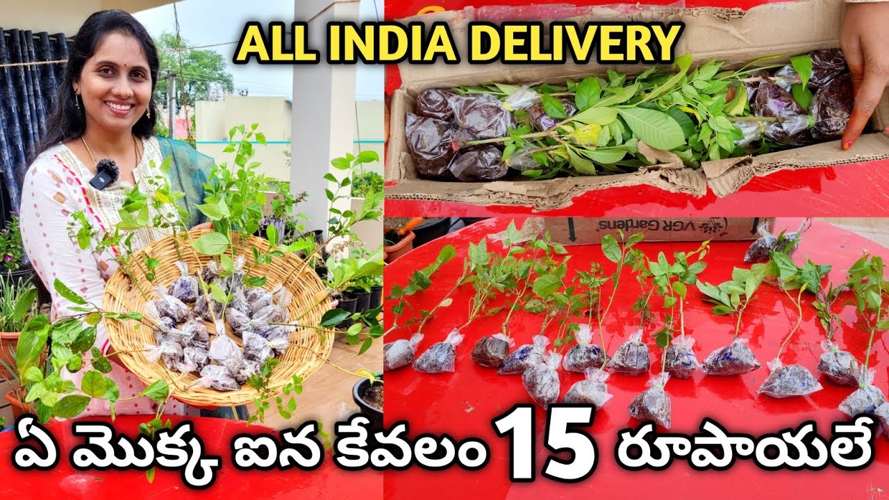 vgr gardens online shopping | low cost plants | plants online shopping #onlineplants