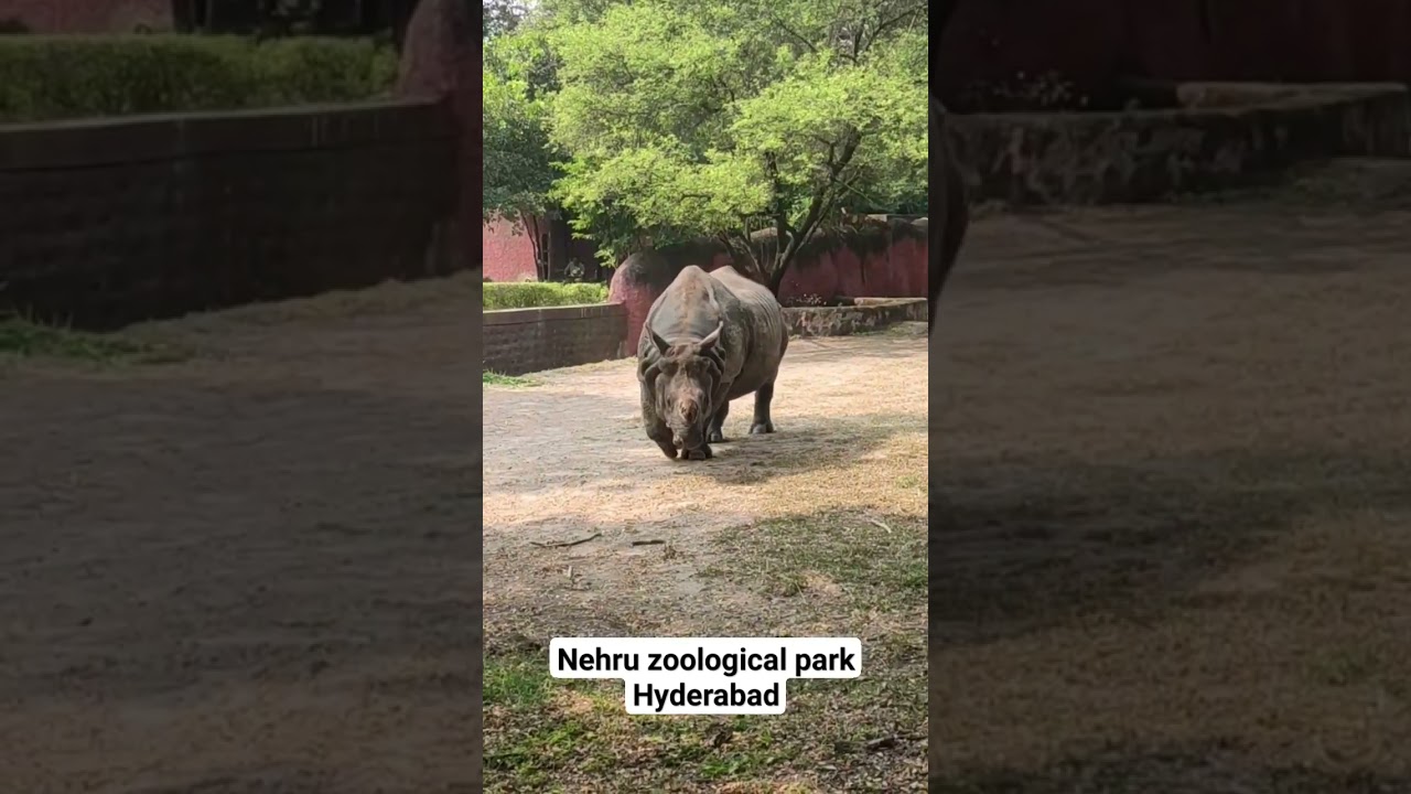 Nehru Zoological Park Hyderabad