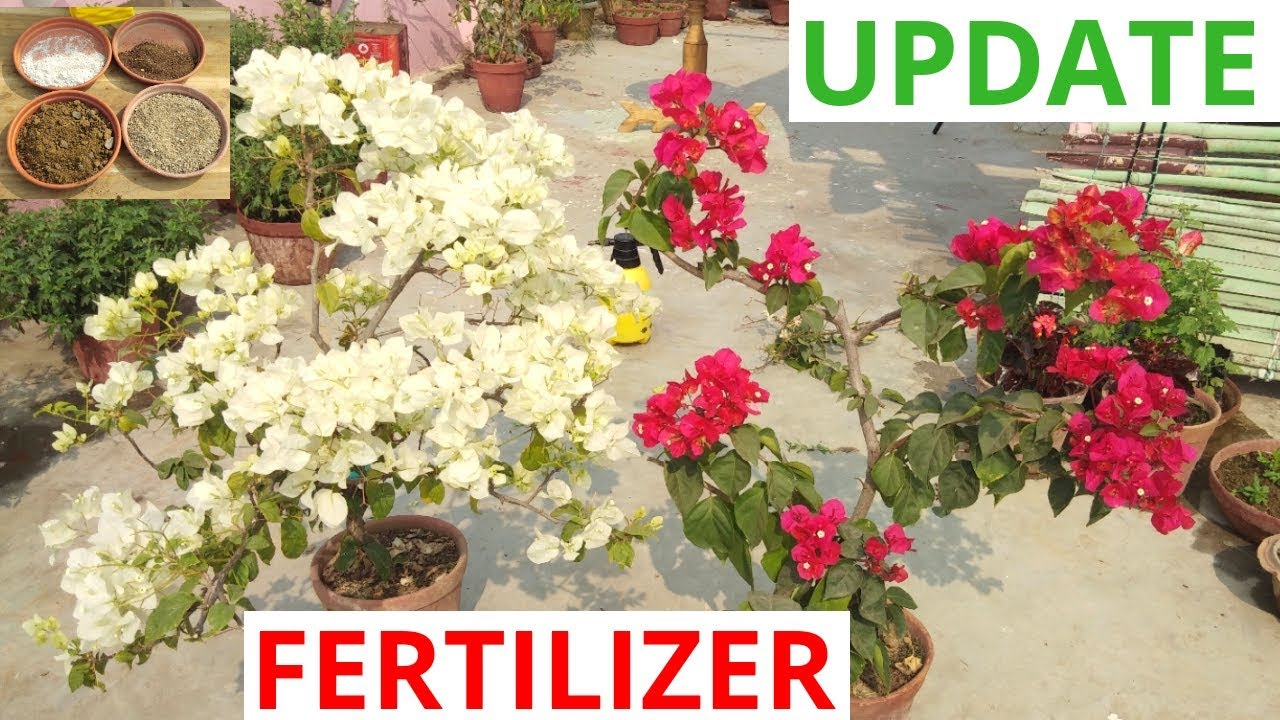 How to fertilize bougainvillea?