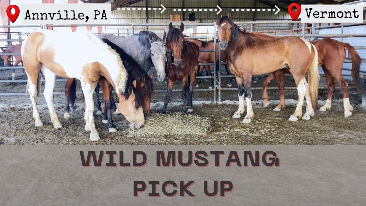 Adopting my FIRST Mustang...And an EXTRA for $25!!!