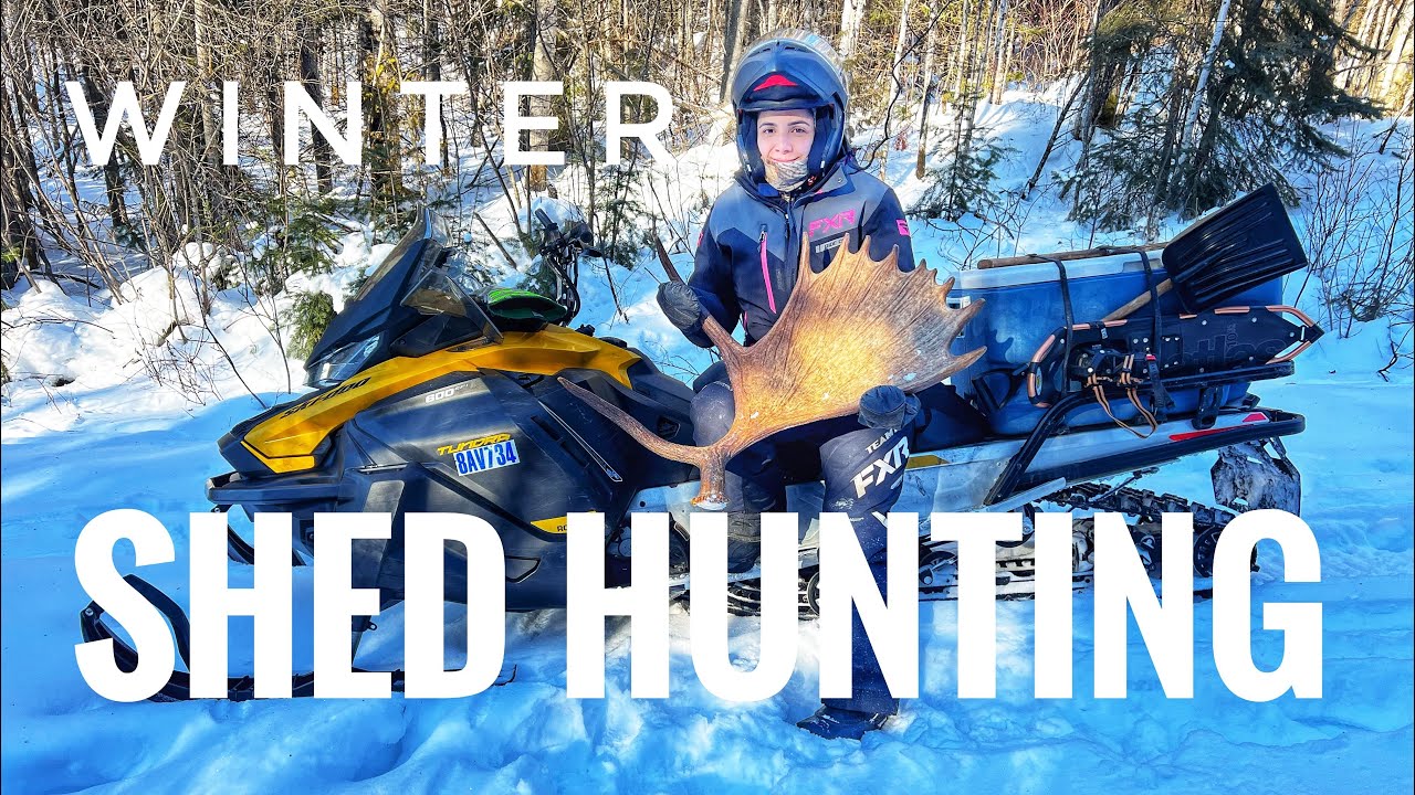 Winter Moose Shed Hunting in Ontario