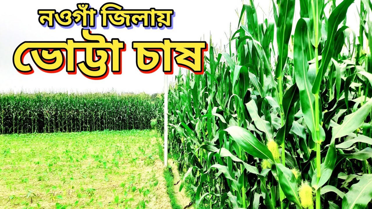 ভোট্টা চাষ করবেন কিভাবে দেখুন || Cultivation of maize || হেরেমনগর মহাদেবপুর নওগাঁ || Allfarmtv