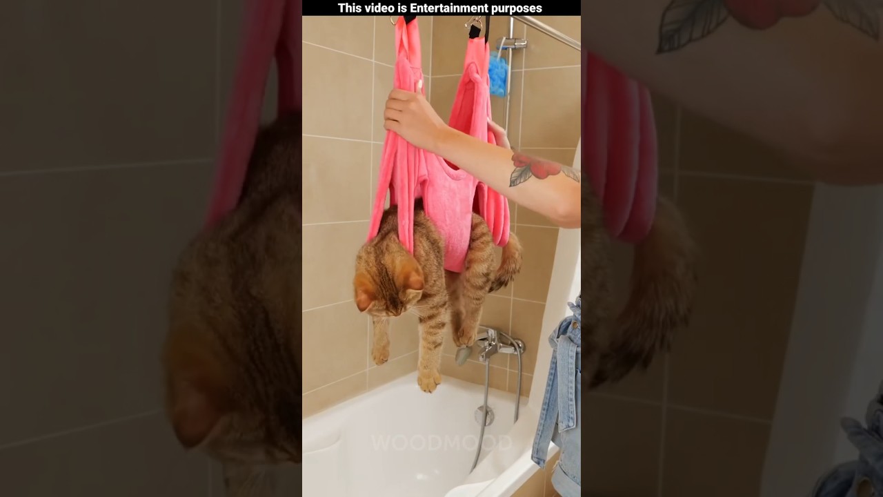 Le chat coquin a eu la plus douce des surprises 😻🎁~mini jouet en bois-comp&eacute;tence artistique en me...