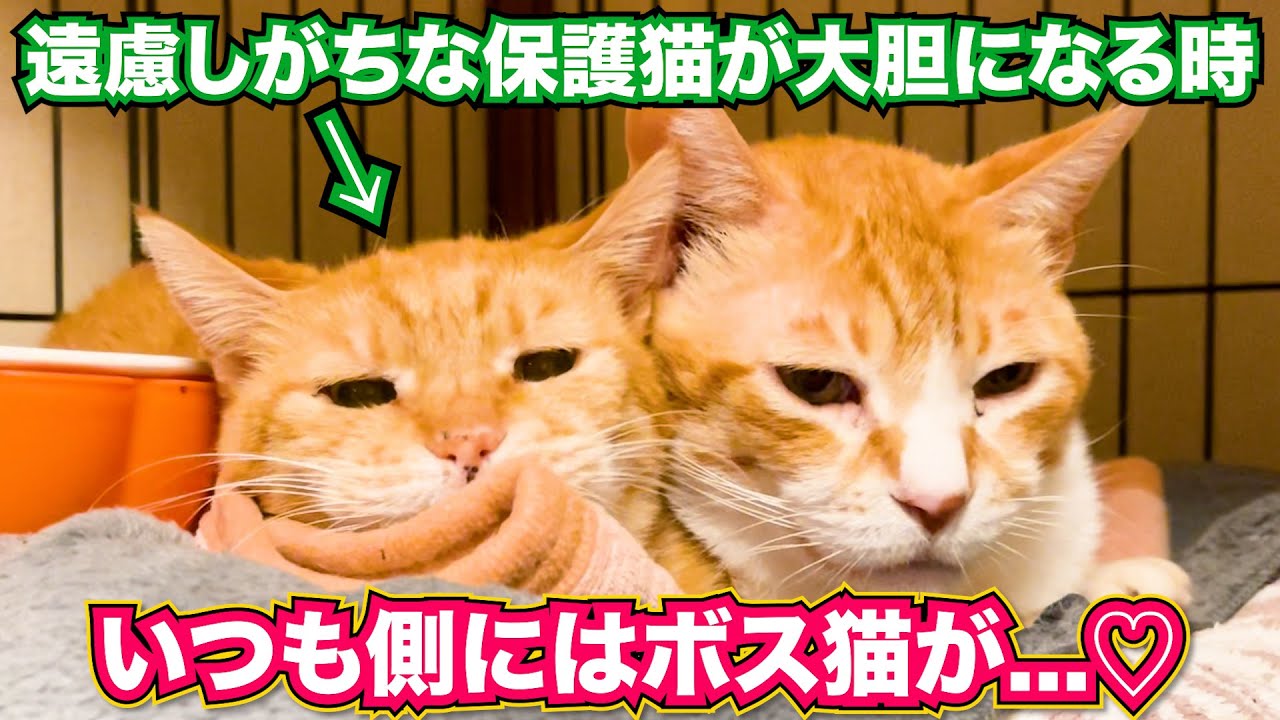 遠慮しがちな保護猫が大胆になる時いつも側にはボス猫が... #猫 #保護猫 #元野良猫 #cat