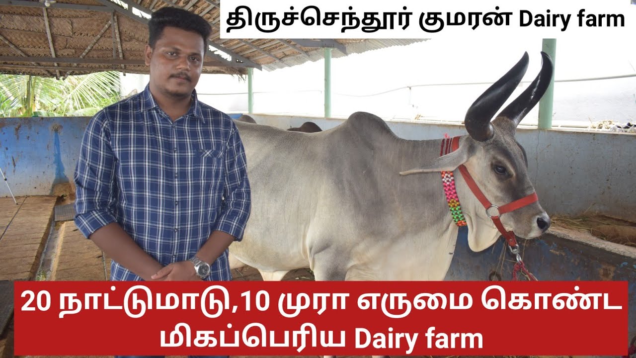 சேலத்தில் வட இந்திய நாட்டுமாடு,முரா,பண்ணி எருமைகள் கொண்ட மிகப்பெரிய பண்ணை