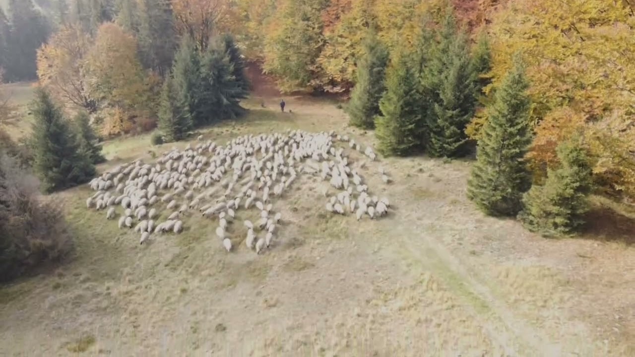Silesian Beskids. Last sheep grazing. Beskid Śląski. Ostatni wypas owiec.