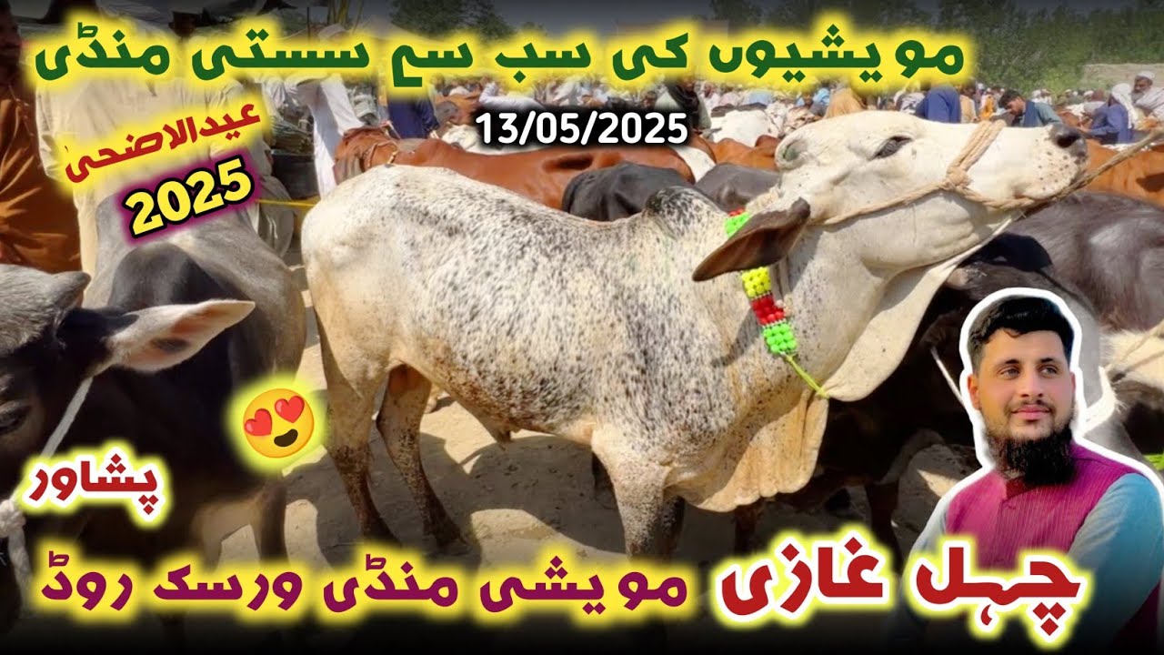 Chehel Ghazi Maweshi Mandi 13/05/2025 New Updates | Peshawar ki Sabse Sasti Mandi | Izhar Ali Shah