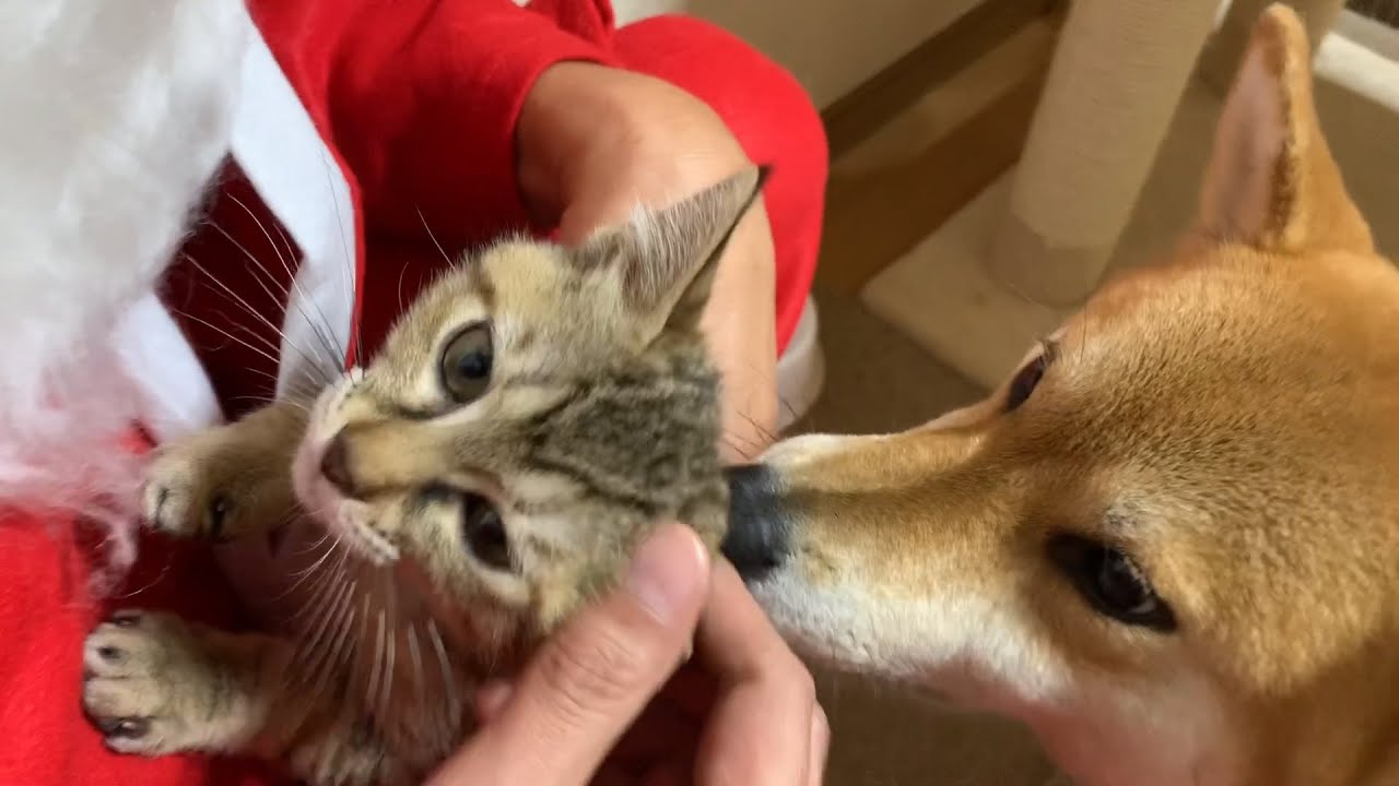 飼い主のようなサンタがやって来て猫たちの反応が可愛すぎた♥柴犬も大はしゃぎ！Shiba Inu and Cat Family Christmas