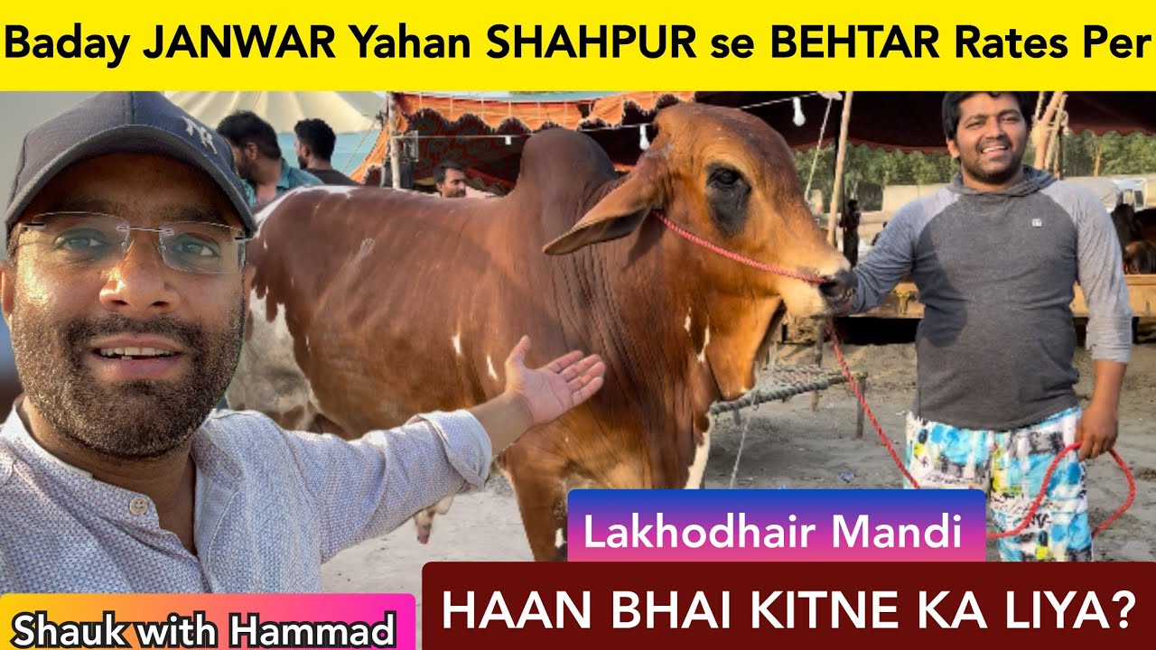 Baday JANWAR Yahan SHAHPUR se BEHTAR Rates Per - Kitne Ka Liya - Cow Mandi 2023 - Shauk with Hammad