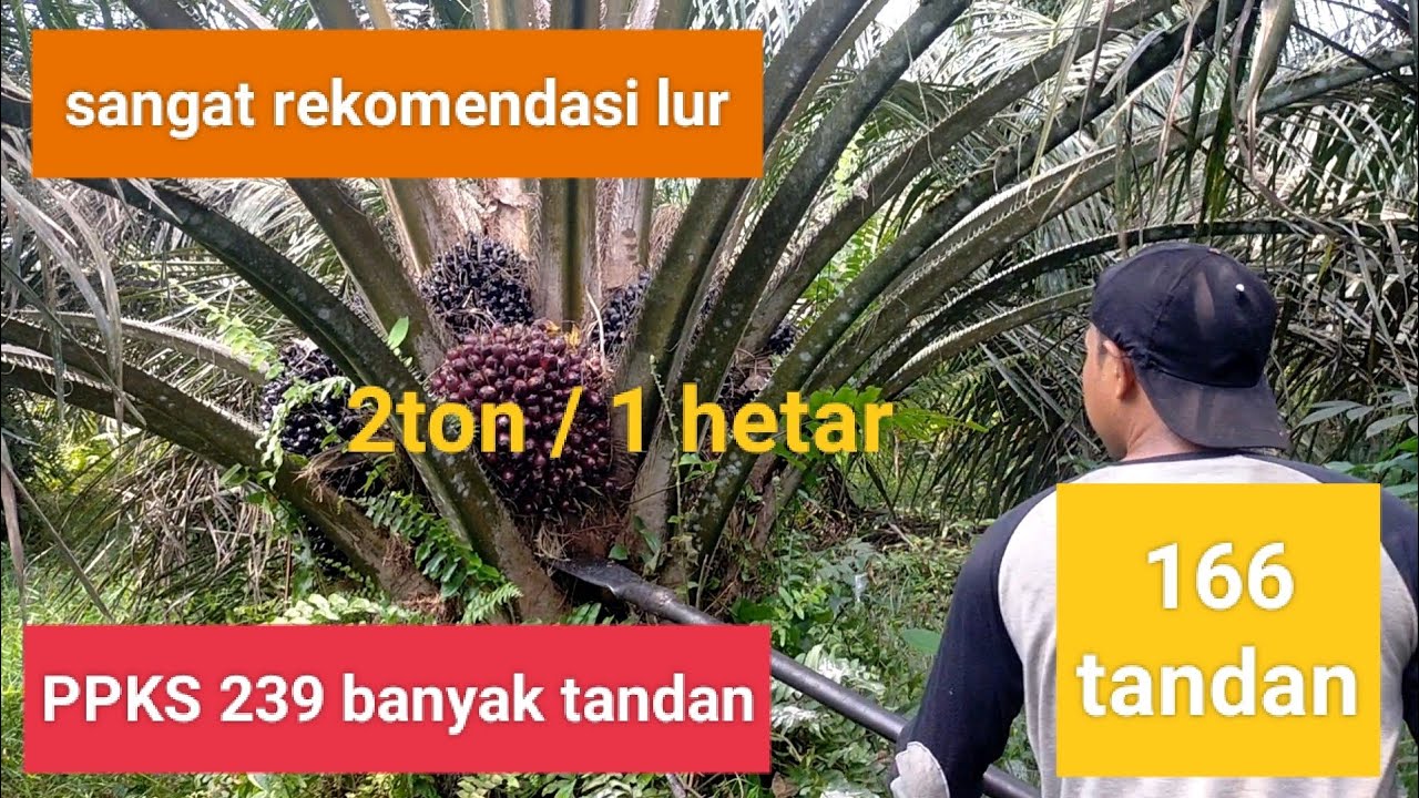 panen PPKS 239 2ton/hetar/2 Minggu