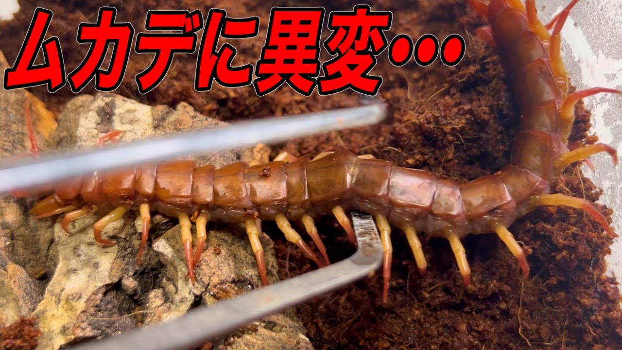 ムカデの大掃除中に不安と直面しました