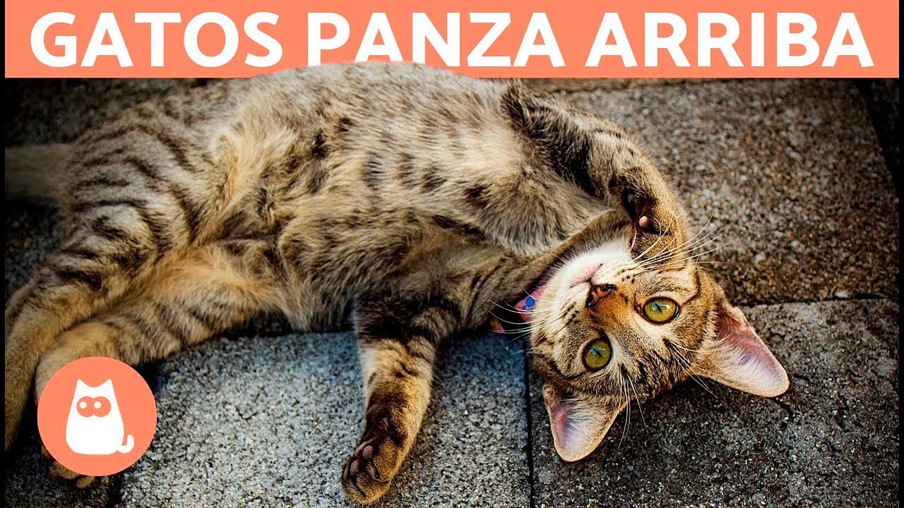 ¿Por qué los gatos se ponen panza arriba? 🐱 LENGUAJE FELINO