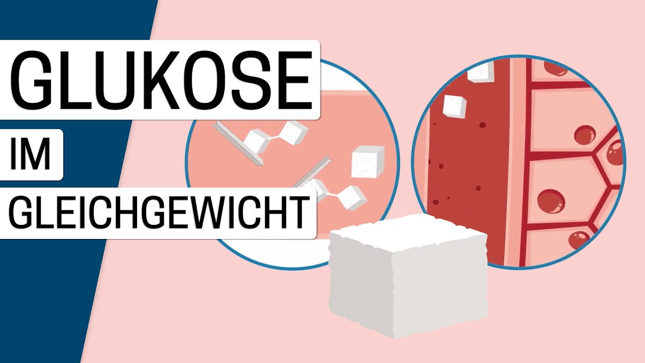 Die Regulation des Blutzuckers im Körper