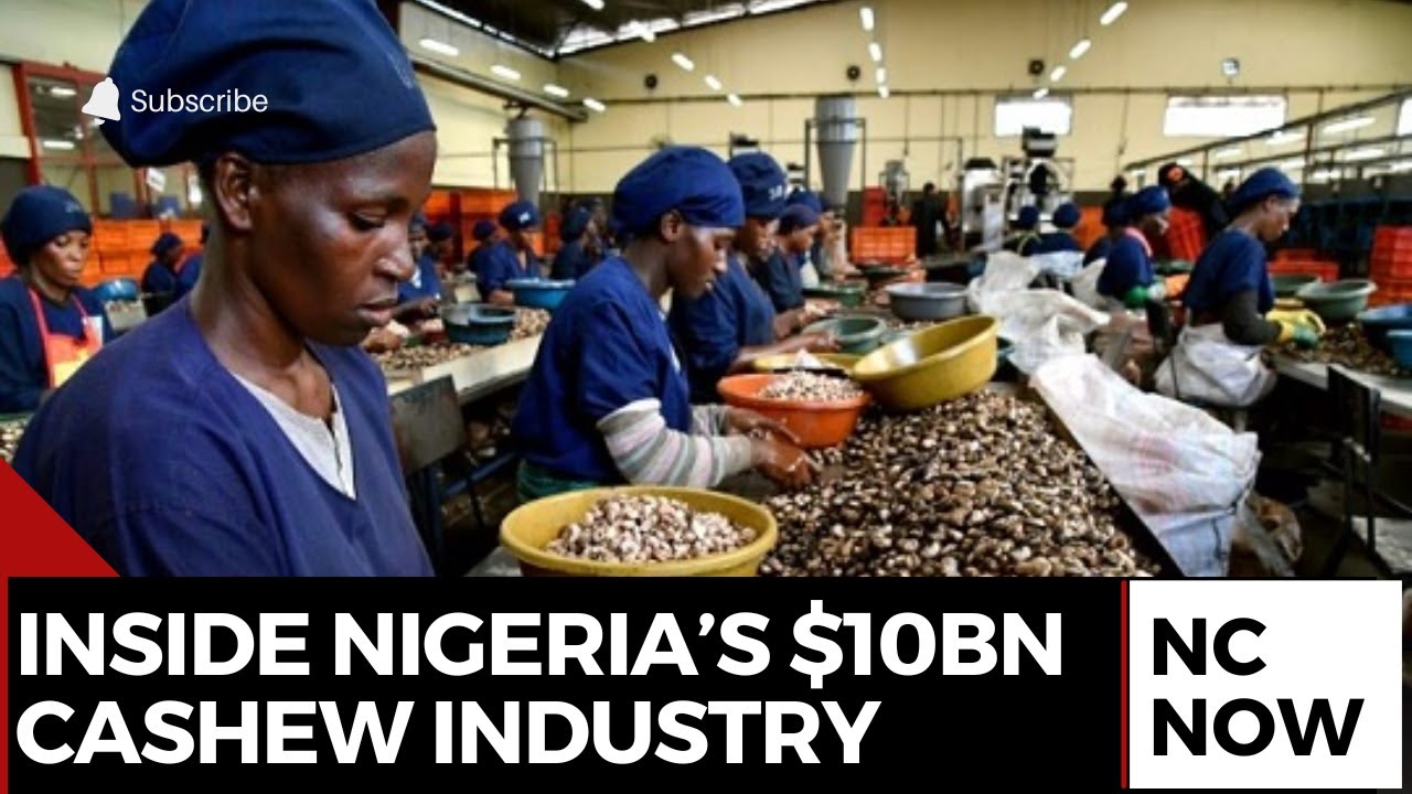 Nigeria’s Cashew Industry Could Earn $10bn Annually