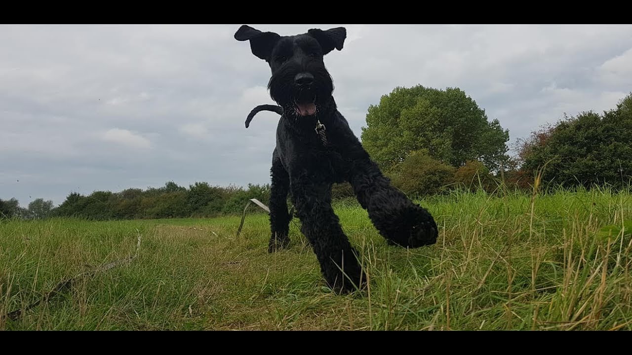 Drogon - 2 Year Old Giant Schnauzer - 4 Weeks Residential Dog Training