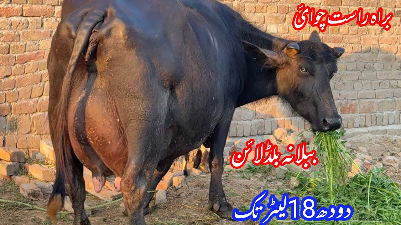 لائیو چوائ پیورنیلی کی بھینس 18لیٹر والی براۓفروخت3 مارچ | Live Milking Pure Nilli Buffalo for sale 