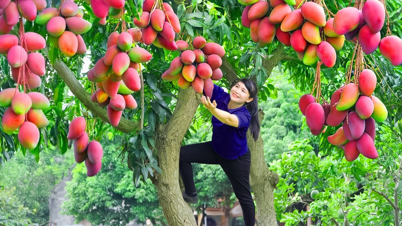 How To Harvest Mango, Sell It At The Market And Cook Dishes At Home | Tieu Vy Free Bushcraft
