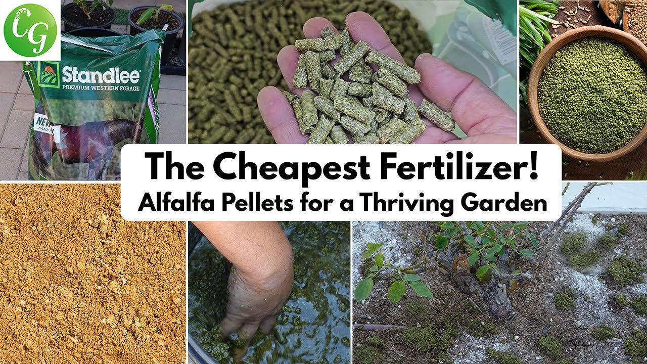 Grow Bigger Veggies Fast: How to Use Alfalfa Pellets for Rapid Growth
