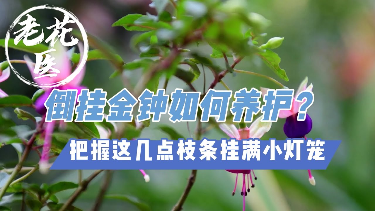 【老花医植物推荐】倒挂金钟如何养护？一招帮你搞定度夏难题 ！1 tip for Fuchsia Plant care in summer.