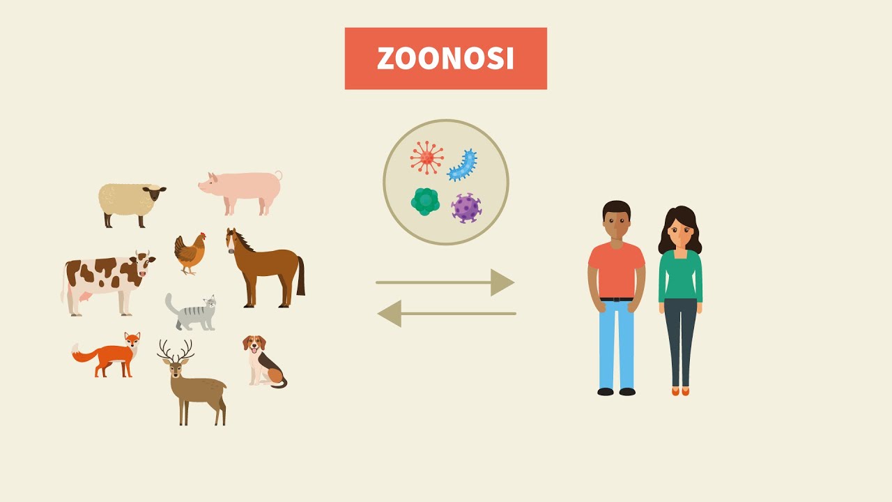 Cosa sono le zoonosi?