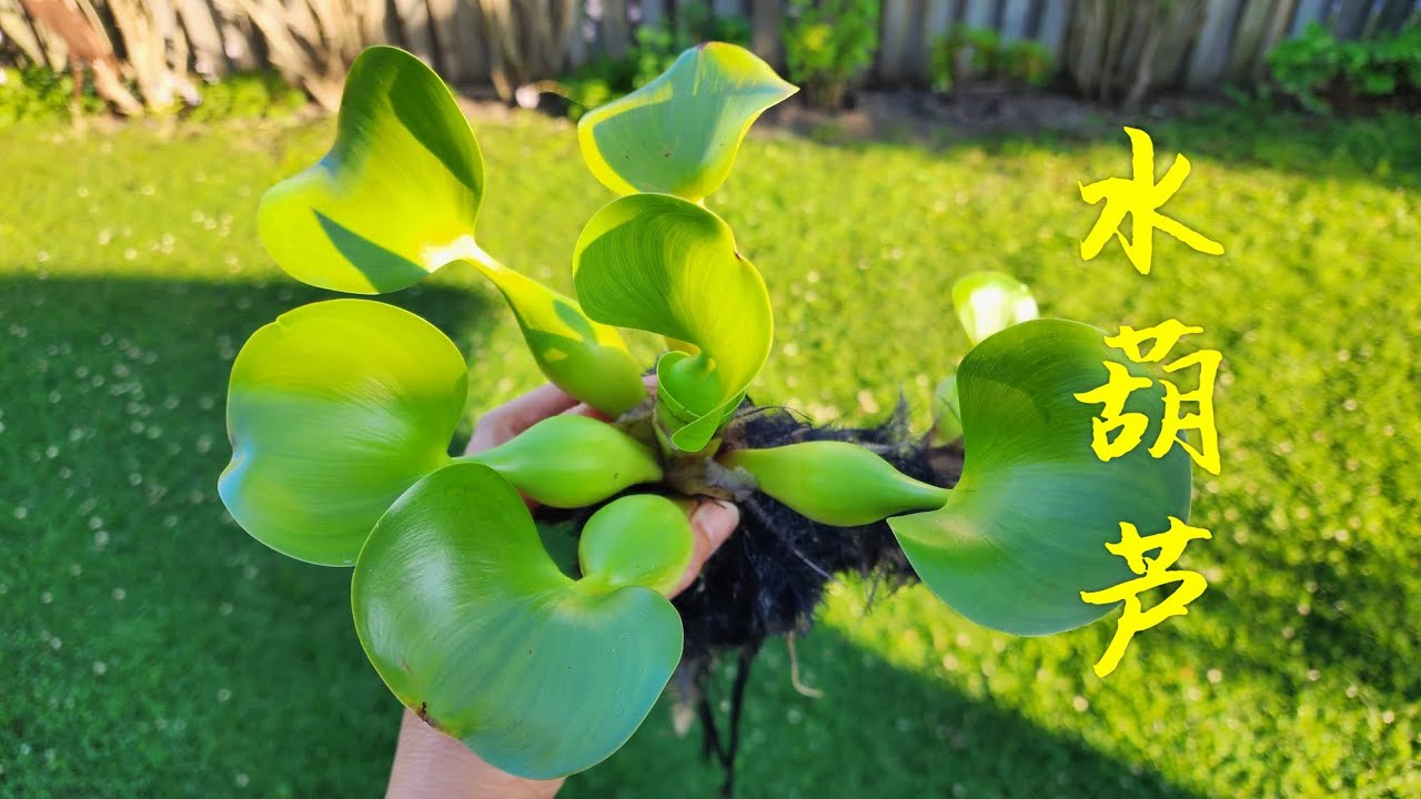 Sophie's Garden 美丽的水生植物水葫芦 Water hyacinth