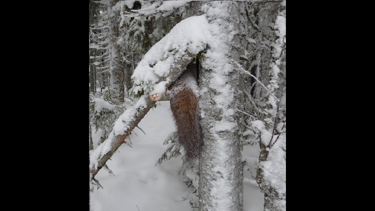 Mårdfångst 1: Bygga fälla. Marten trapping. Making boxes. Text in English.