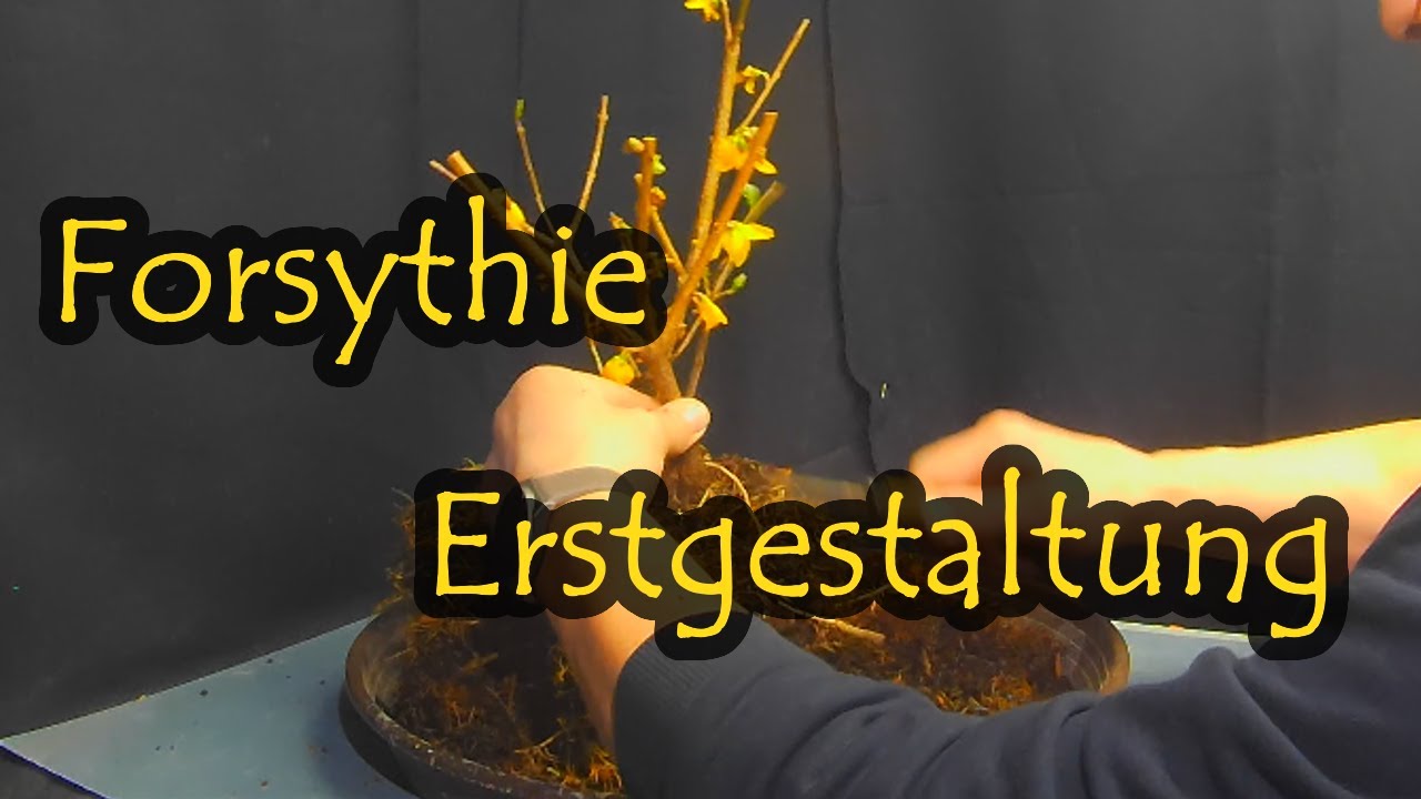 Forsythie Erstgestaltung