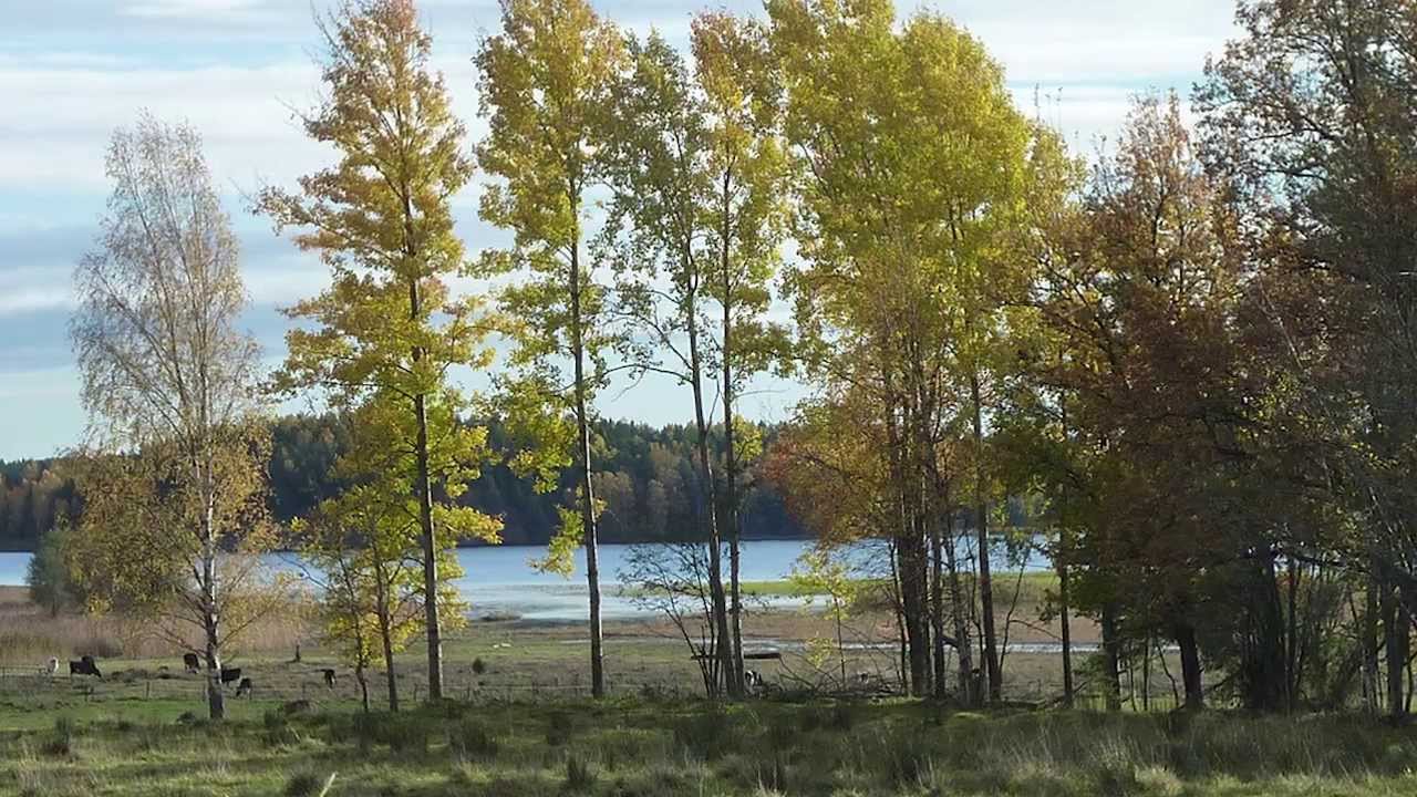 Torgny Björk sings Roving in My Home District (Strövtåg i hembygden)