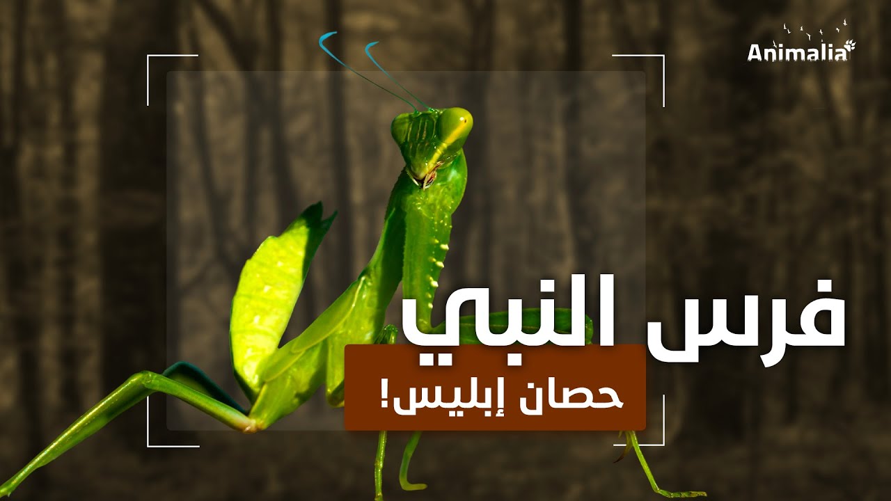 فرس النبي العابد | الراهب في عالم الحشرات | حشرة لا تموت لو قطعت رأسها