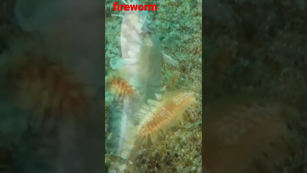 fireworm#cacing api#shorts#