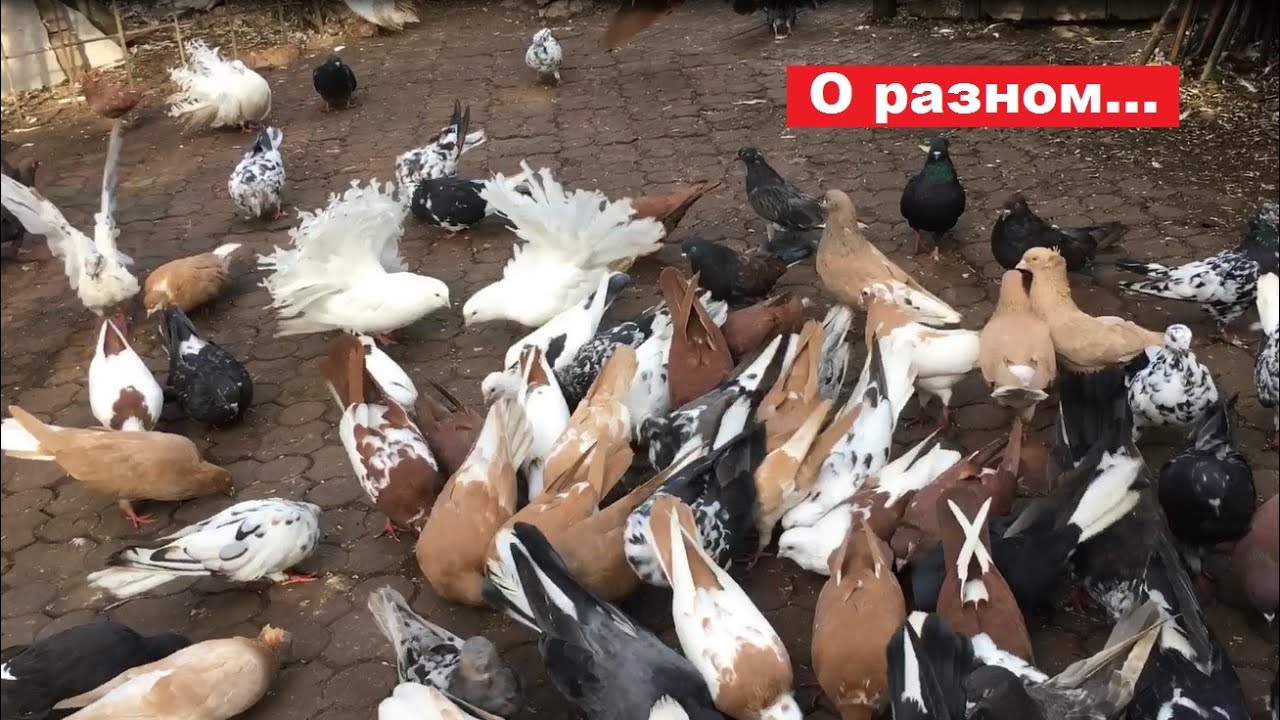 Немного о разном...