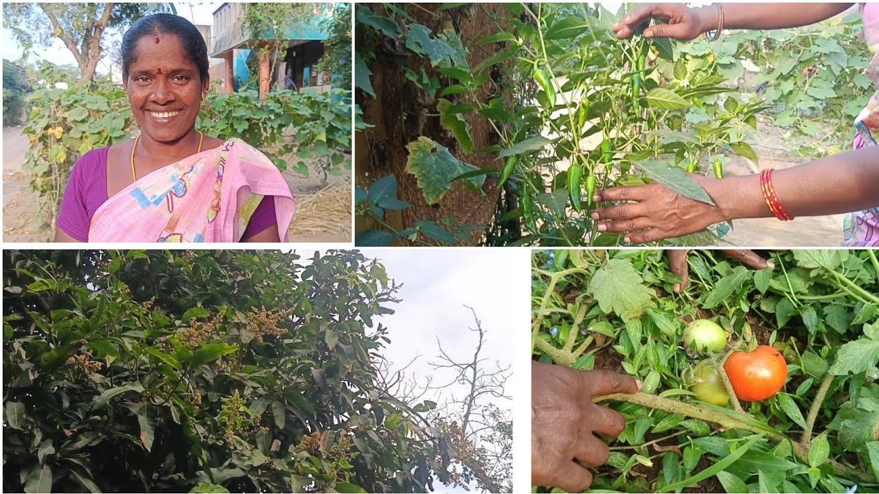 🍅 நம்ம வீட்டு தோட்டத்துல வாங்க காய்கறி கீரை அறுவடை பண்ணலாம்🌿|gramathu ponnu saranya
