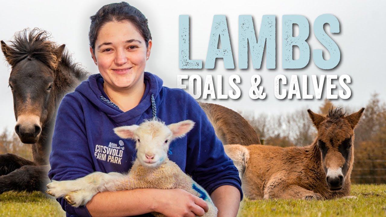 Adam Henson's Farm Diaries -  Fridays with Fran - Ep 1 - Lambs, Foals & Albion Calves