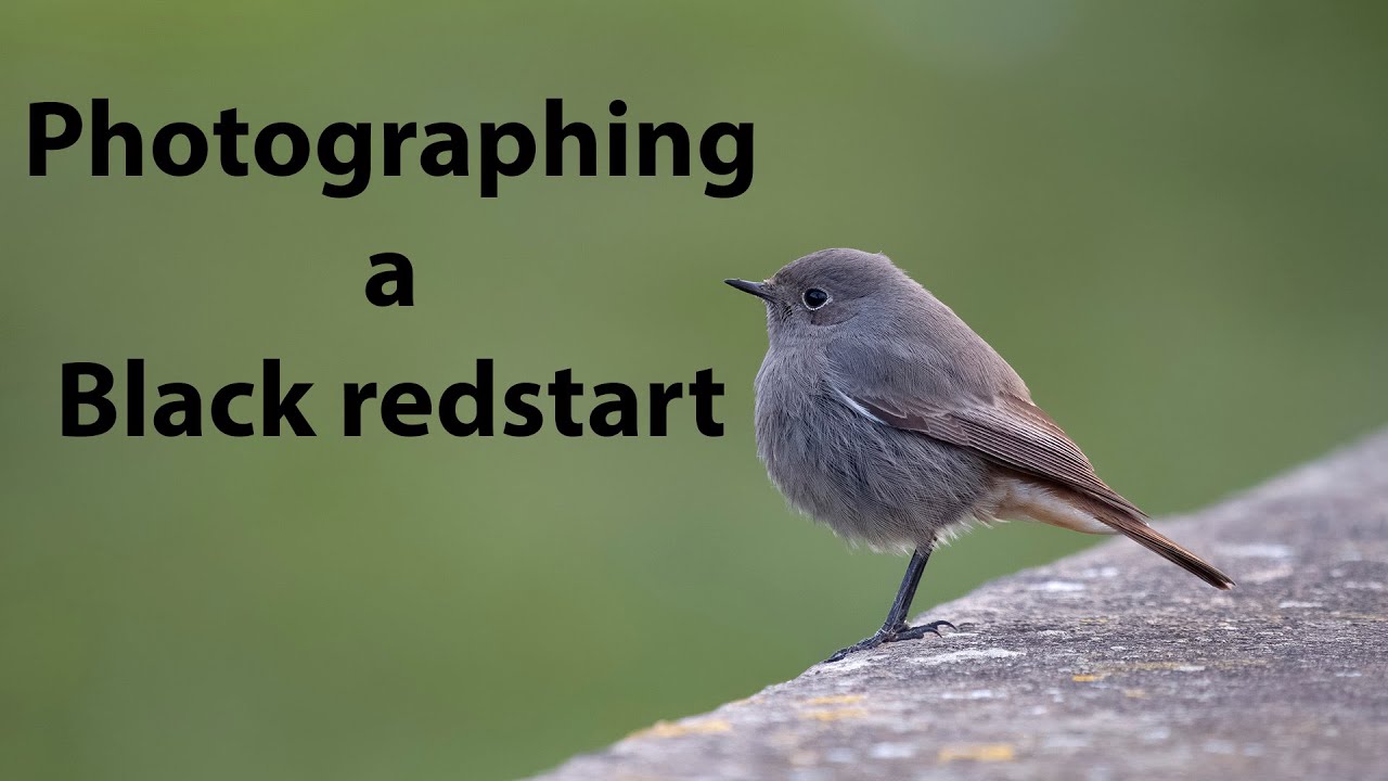 Black redstart with the OM-1 and 150-400mm lens