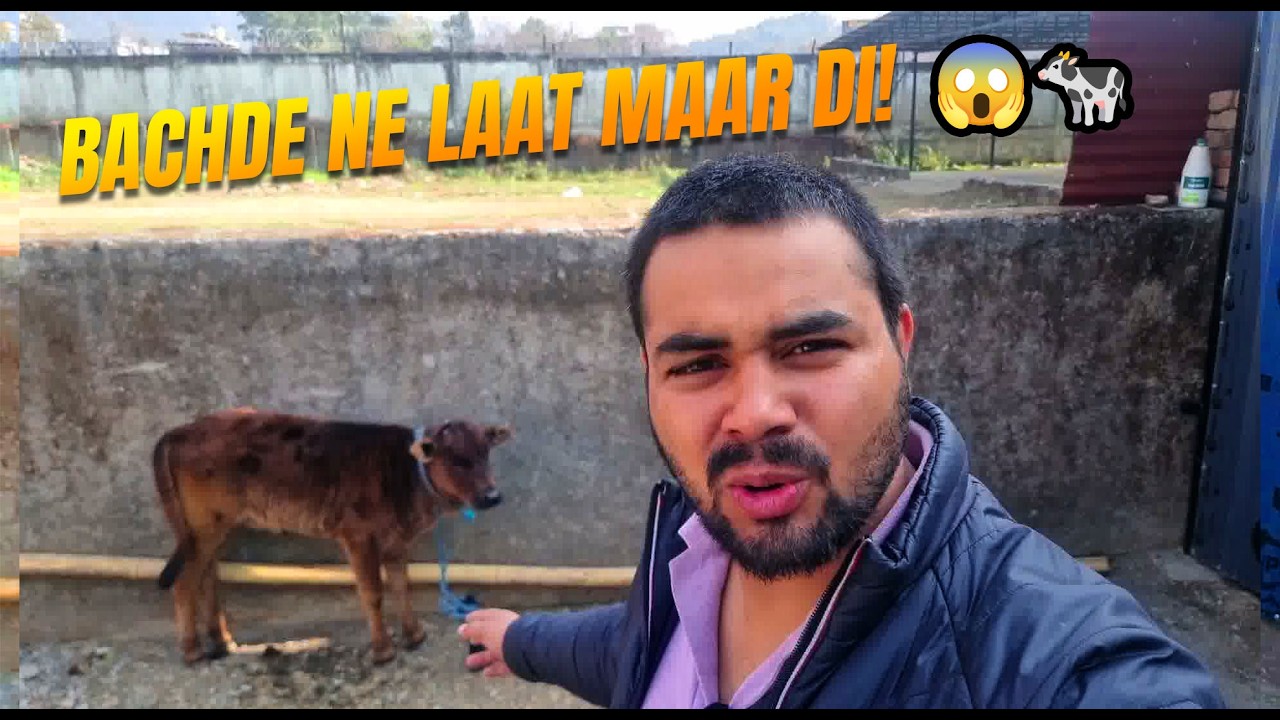Bachde Ne Laat Maar Di! aaj 😱🐄 | amazing love bond | animal lovers | village life