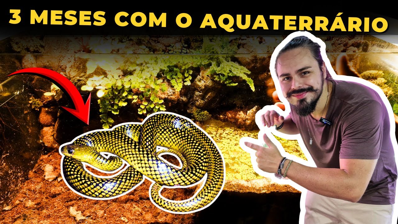 🔴ATUALIZAÇÃO DO AQUATERRÁRIO DA MINHA COBRA D'ÁGUA |Mr. Betta|
