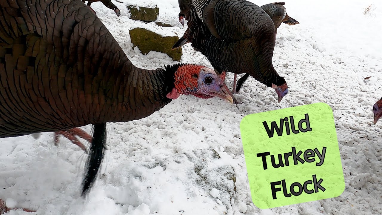 Face-to-Face with a Wild Turkey Flock